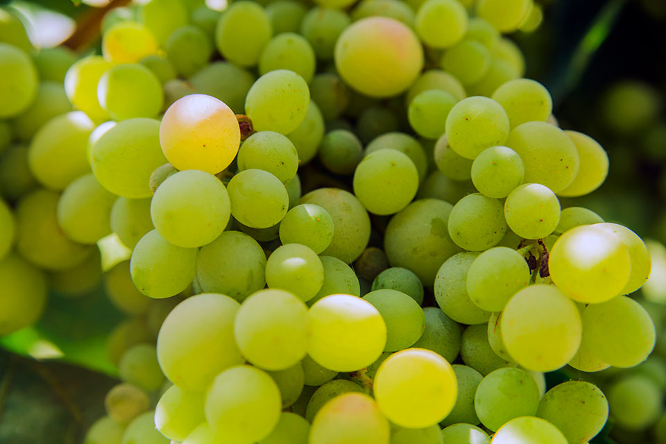 vendemmia