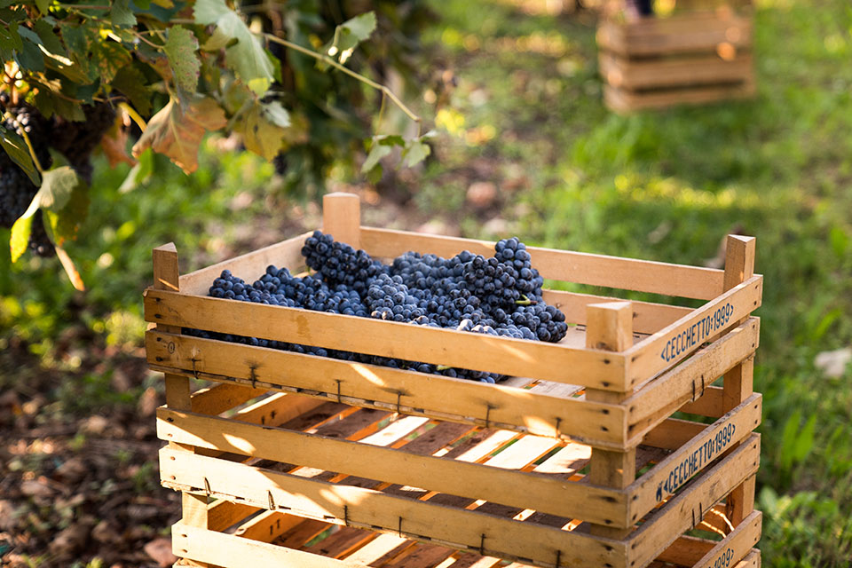 Vendemmia Azienda Agricola Cecchetto Giorgio