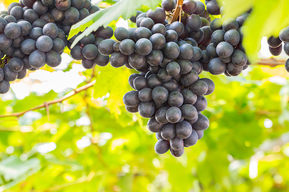 vendemmia 2026