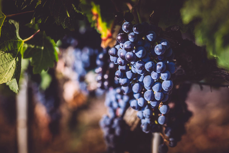 vendemmia consorzio suvereto val di cornia