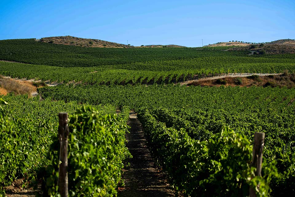 vigneti cusumano san giacomo
