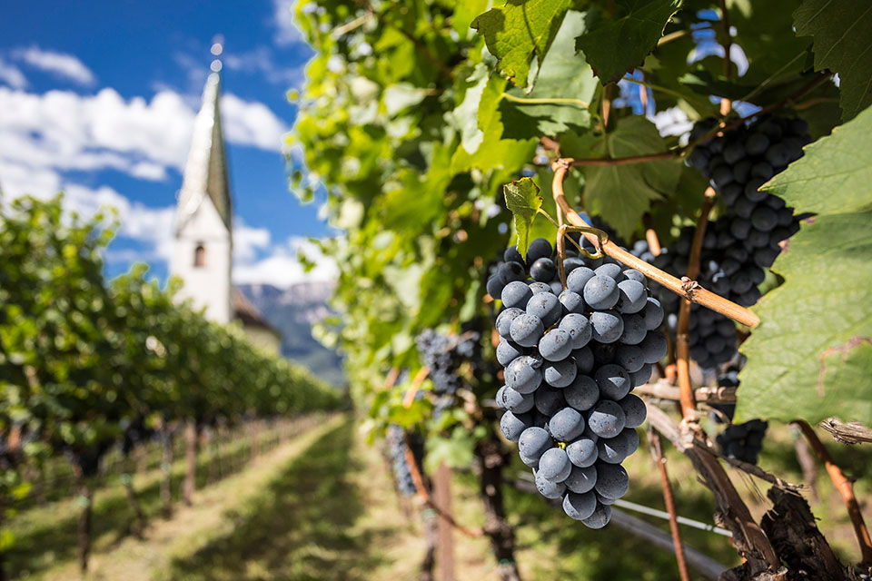 Vini Alto Adige