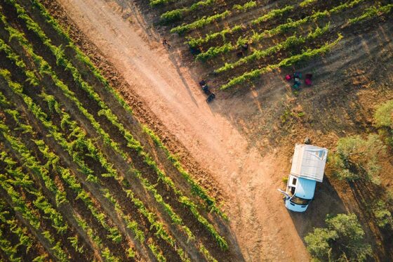 Ampeleia, vendemmia 2026: la risposta al clima che cambia è nella complessità