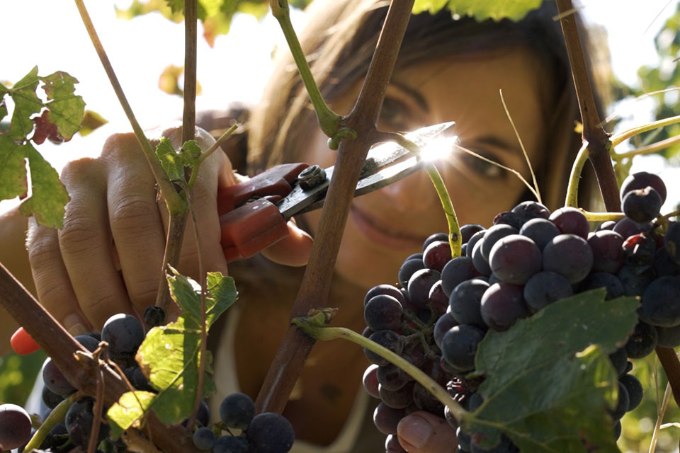 vendemmia brachetto