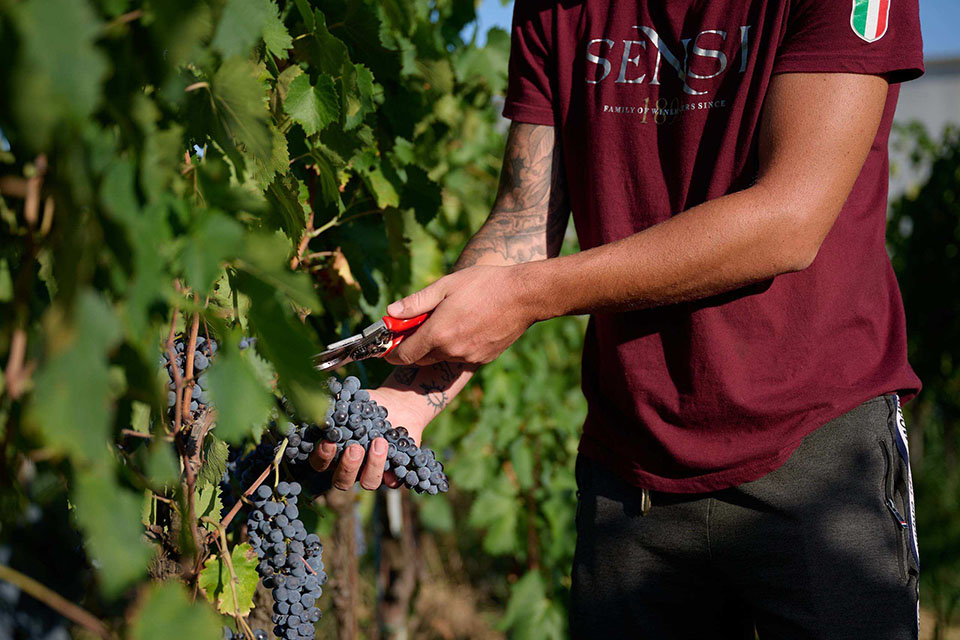 vendemmia nei vigneti della cantina sensi
