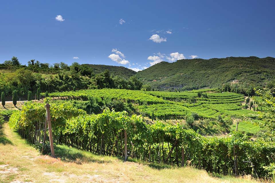 vigneti colli berici